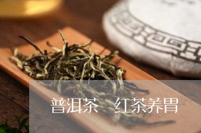 普洱茶 红茶养胃/2023031657281